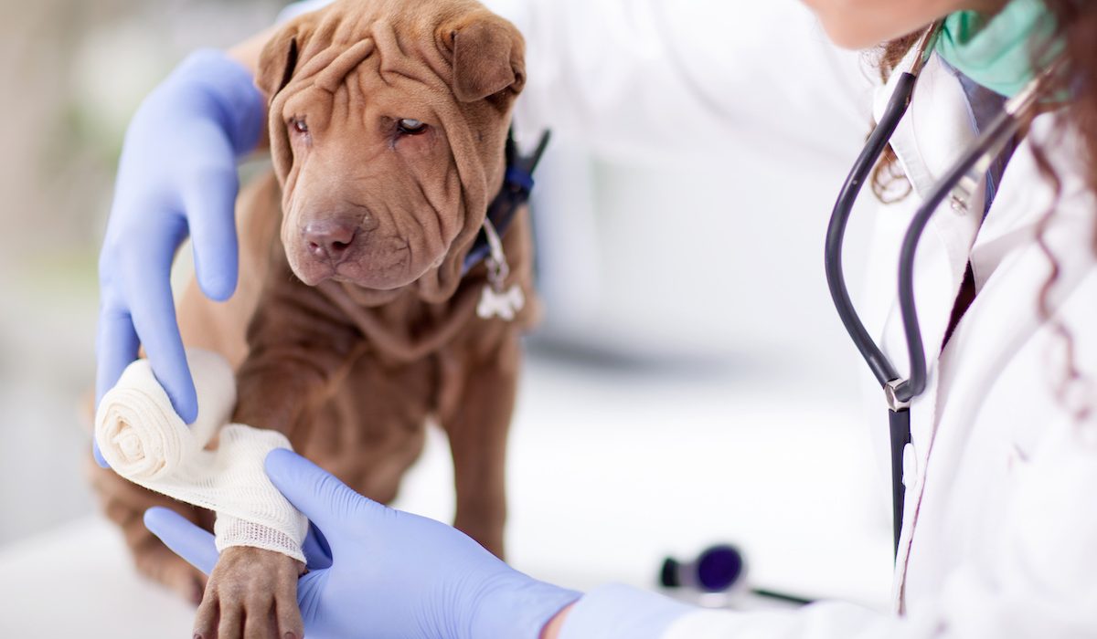 emergency vet clinic in Central Florida