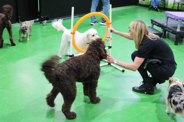 New-DOG-DAYCARE-Teaching-Time-800-x-500